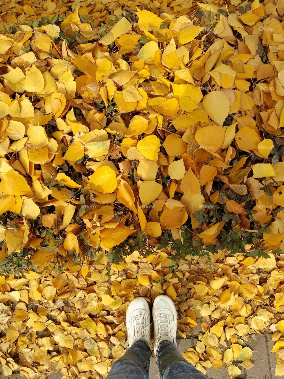 Selfie legs in white sneakers on a background of yellow leaves