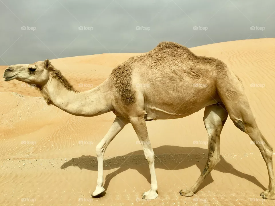Camel in desert, desert walking in desert and it’s shadow visible, camel and it’s shade