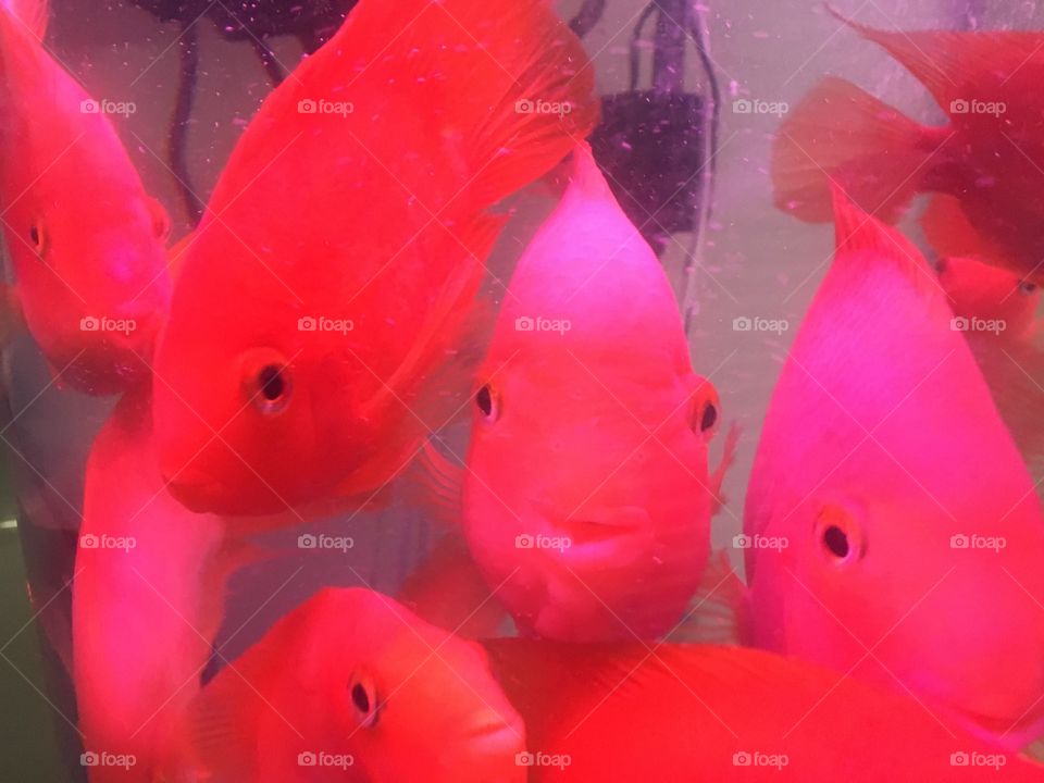 Fish on display at a primary school in Shanghai.
