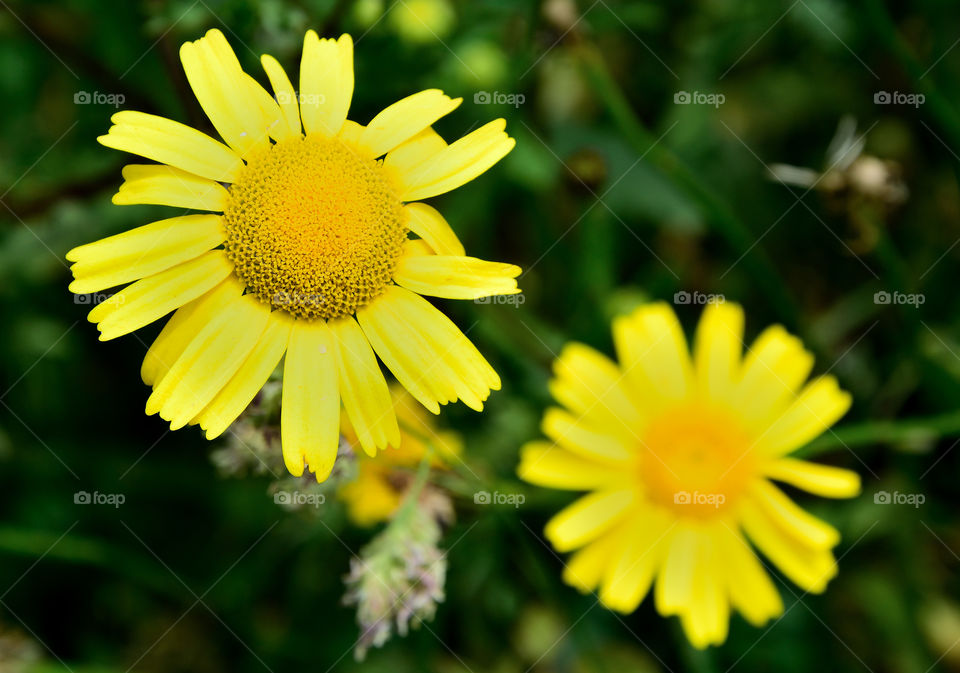 Closeup yellow flowers