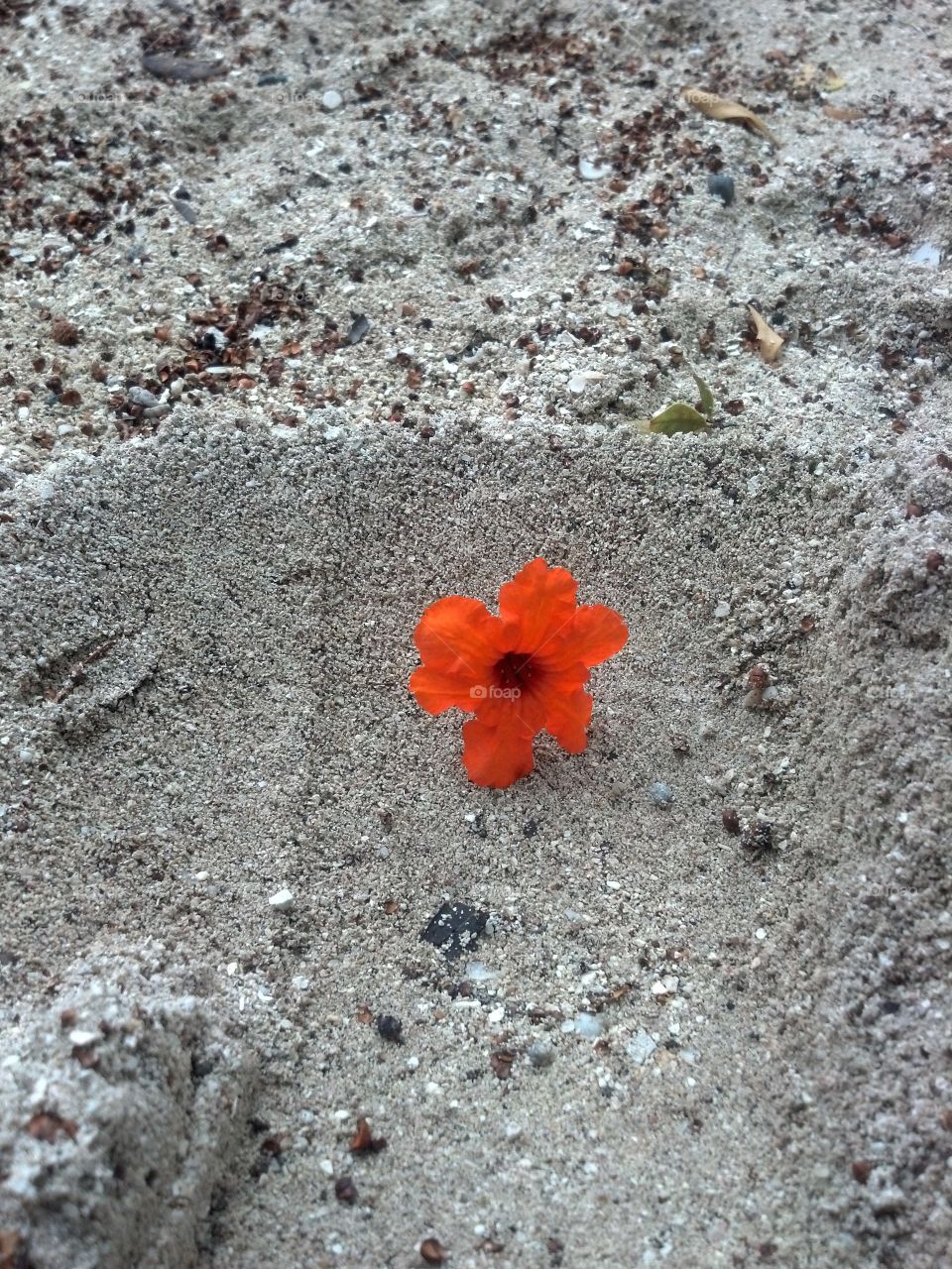 Single red flower on sand