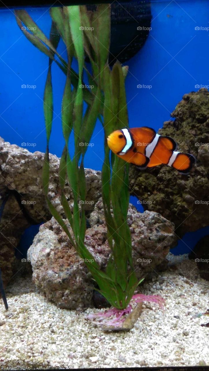 clown fish swimming in aquarium with rocks and plants