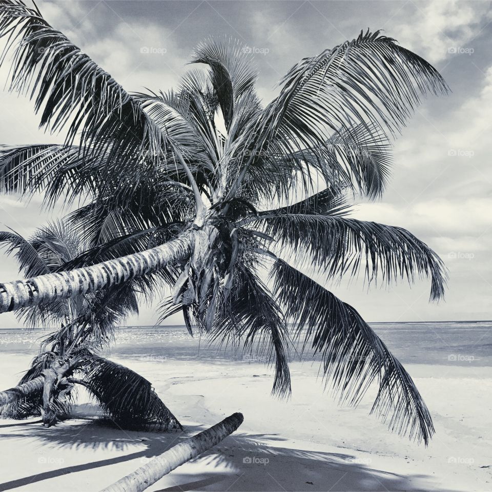 Beach, Palm, Tropical, Sand, Seashore