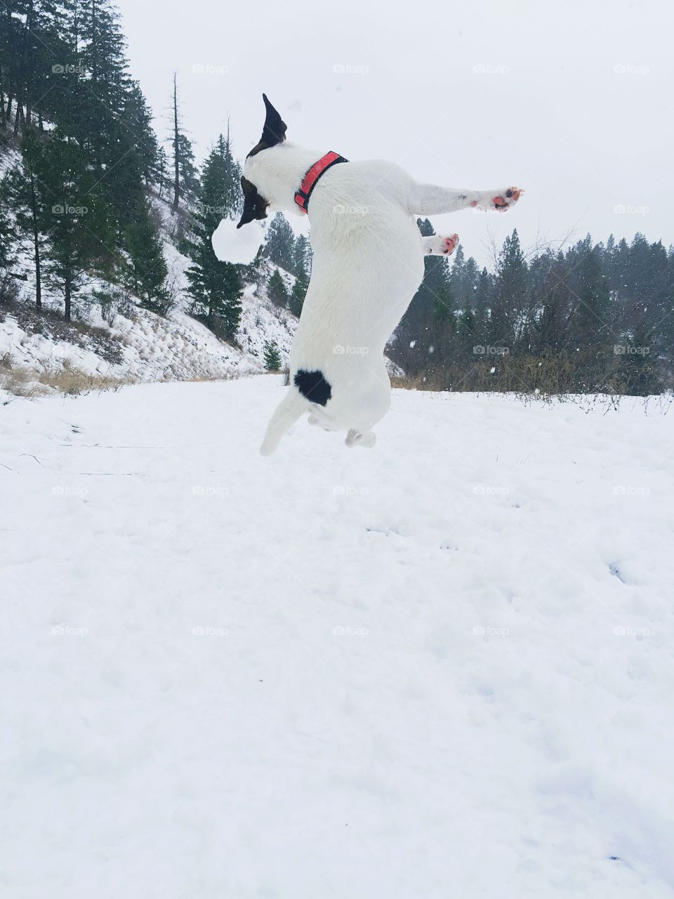 Dog jumping in the air as she plays catching snow balls outdoors. 