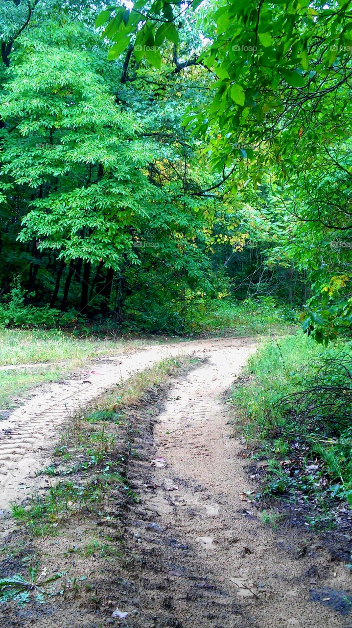 Nature, Wood, No Person, Leaf, Guidance