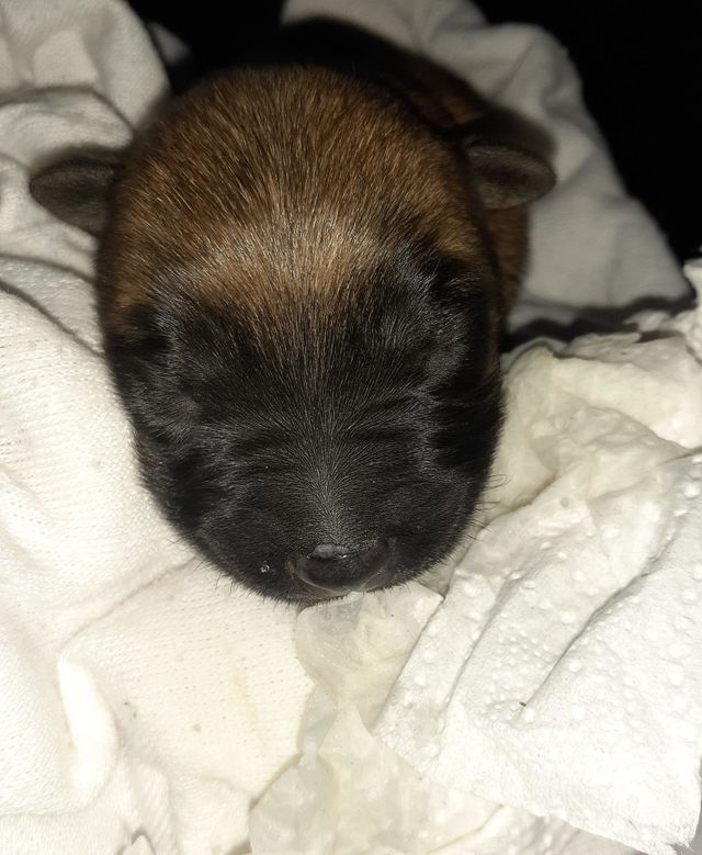 baby pbm