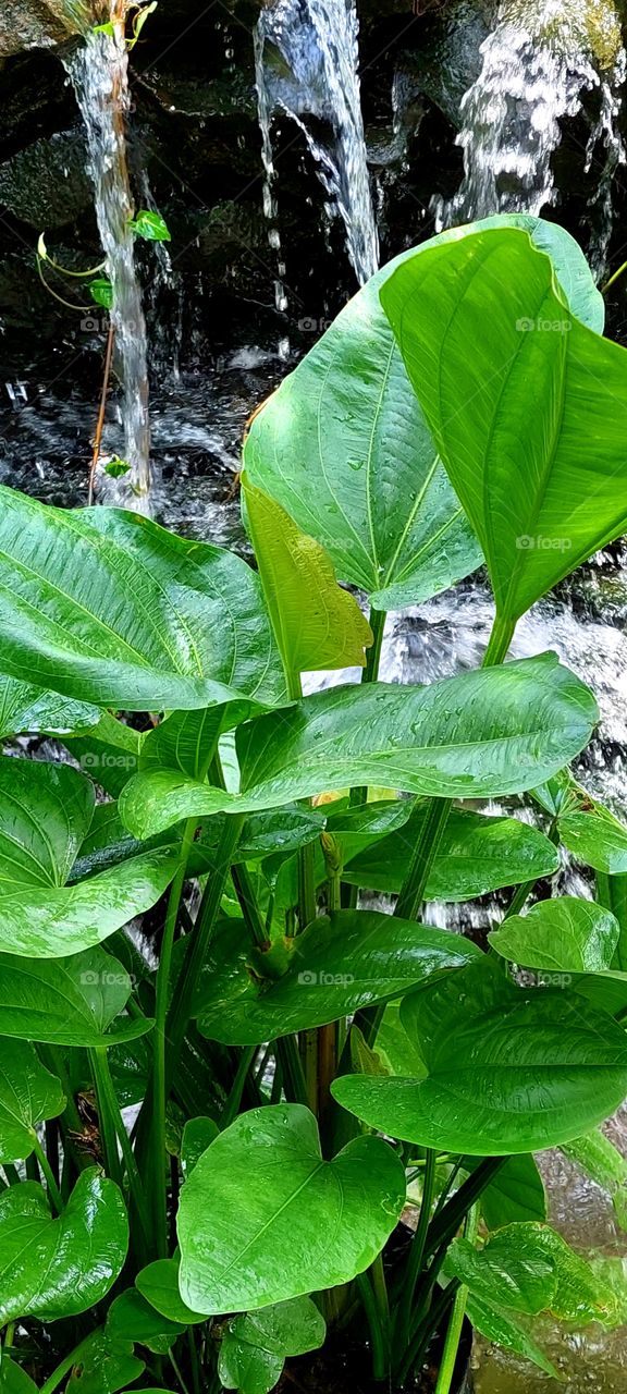 Echinodorus cordifolius, the creeping spade leaf blade or burhead, is a species of aquatic plant in Alismatales