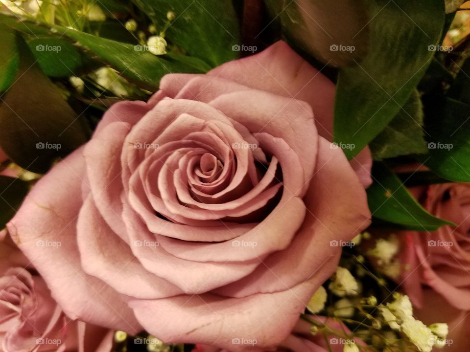 Pink rose