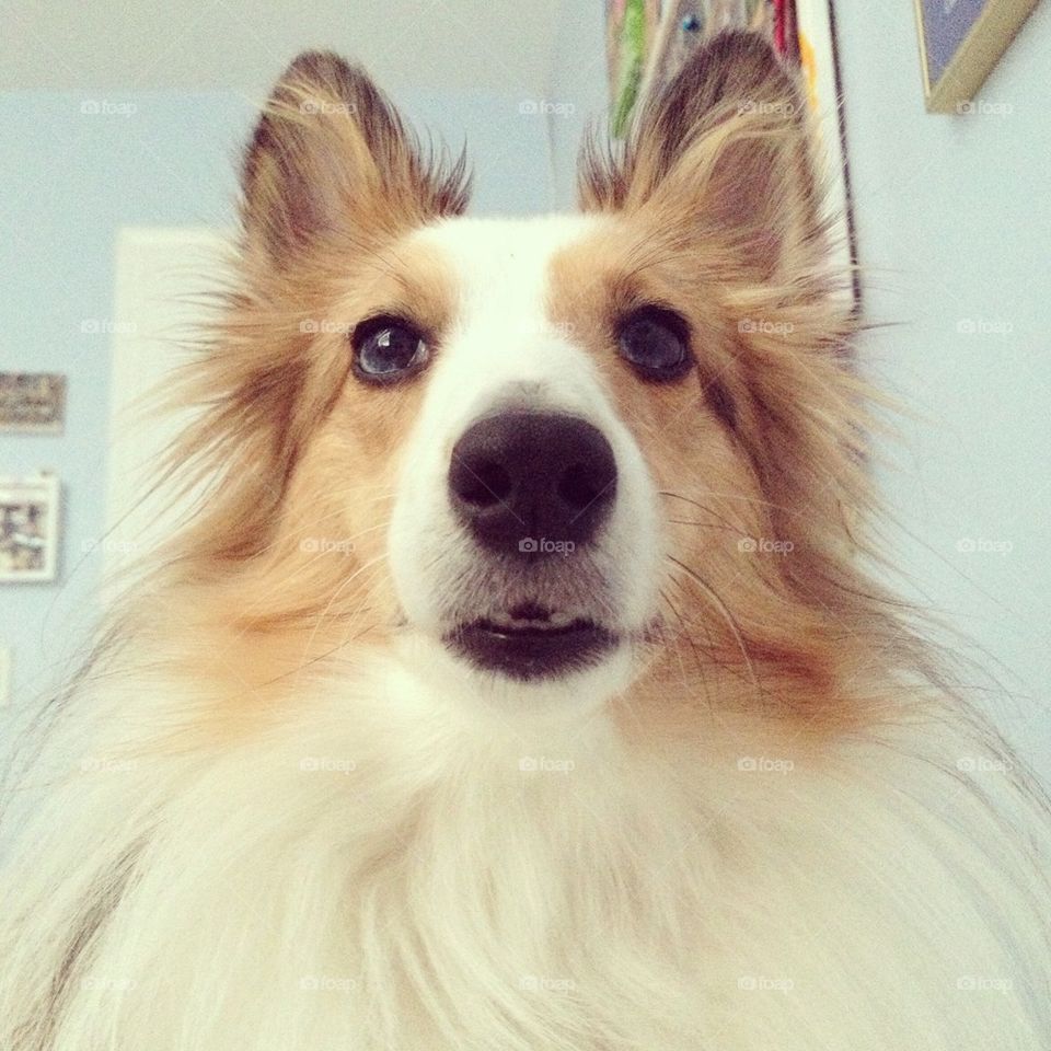 Sheltie Teeth