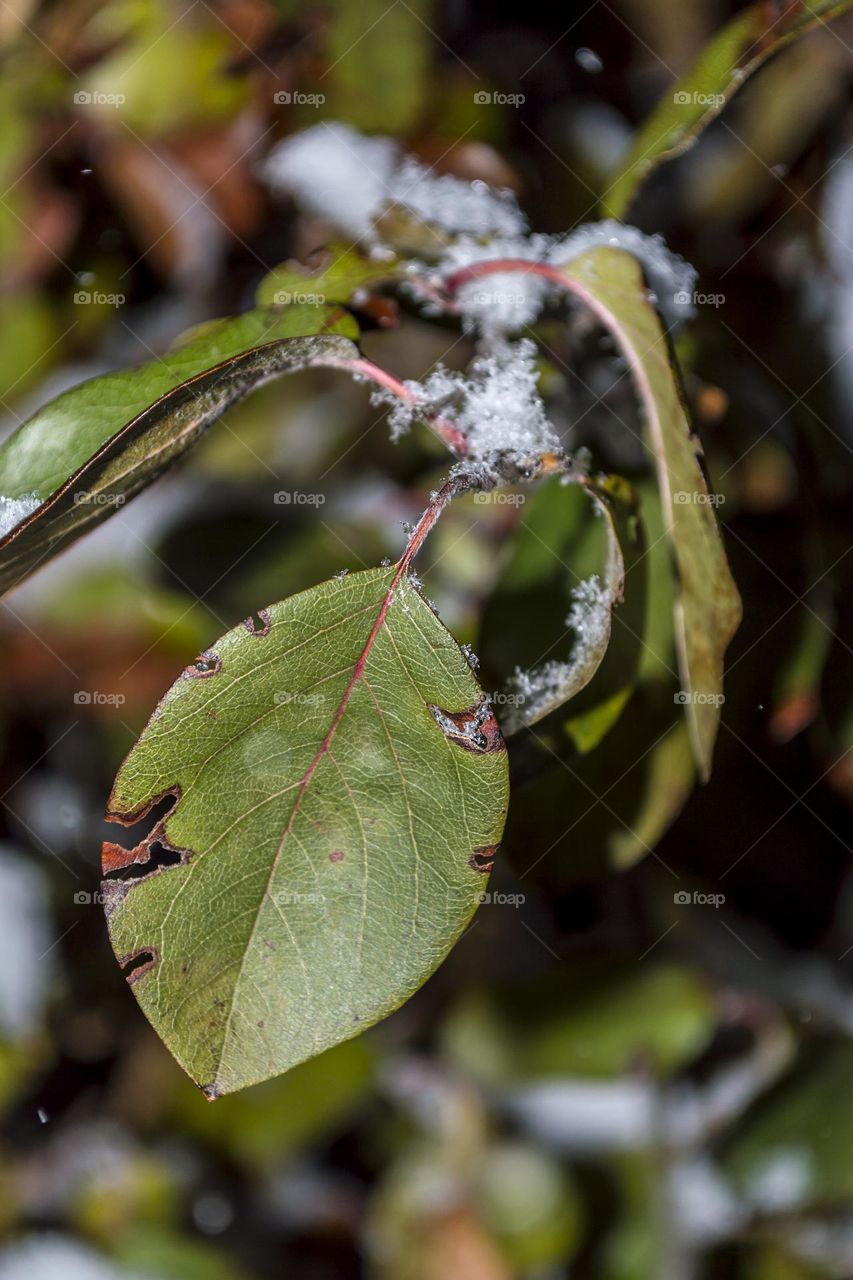 Quince leaves and snow.