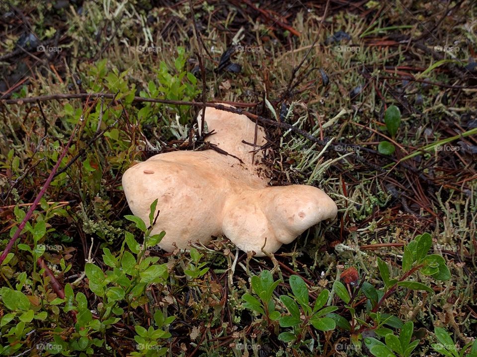 Forest mushroom