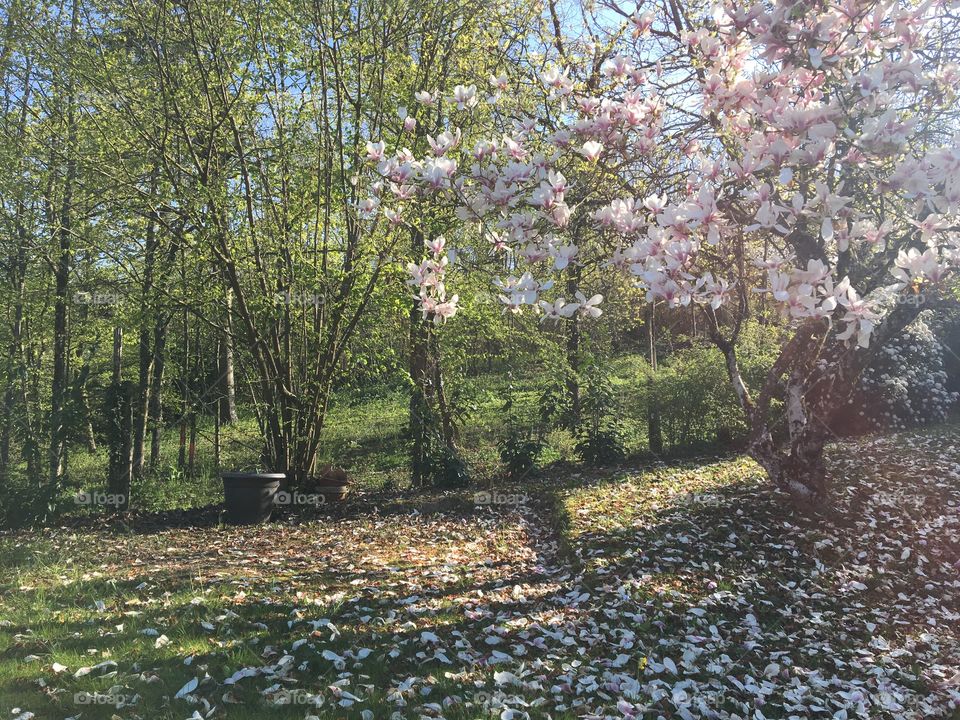 Evening light in garden at spring 