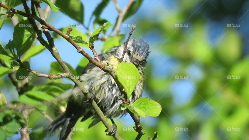 Newly washed blue tit