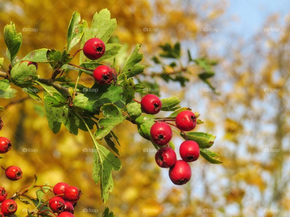 Autumn colors