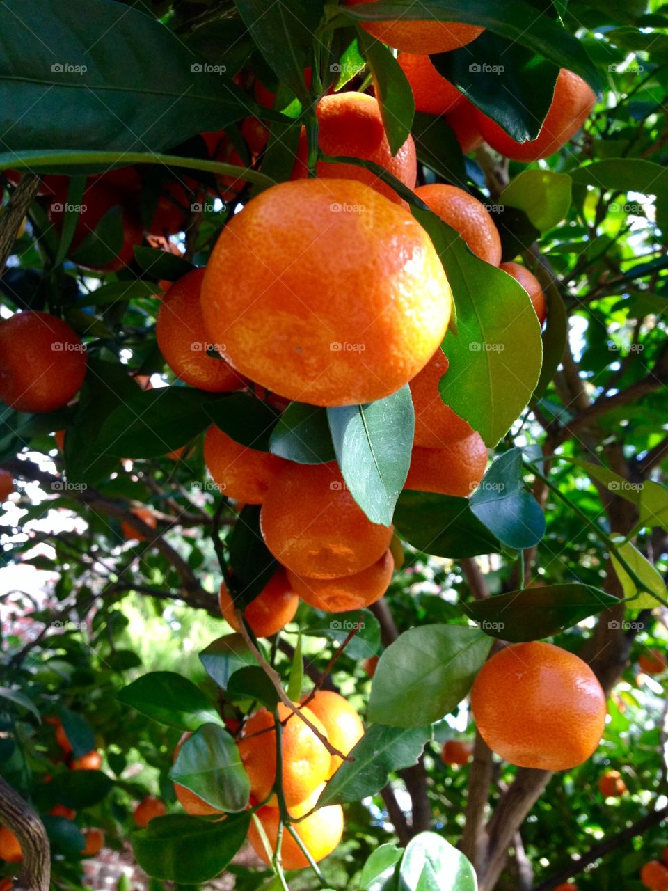 Tangerine tree