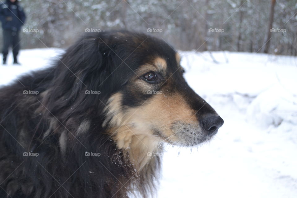 Dog in Winter forest