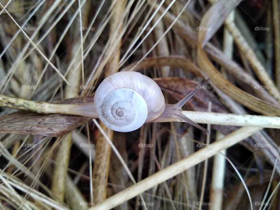 Snail