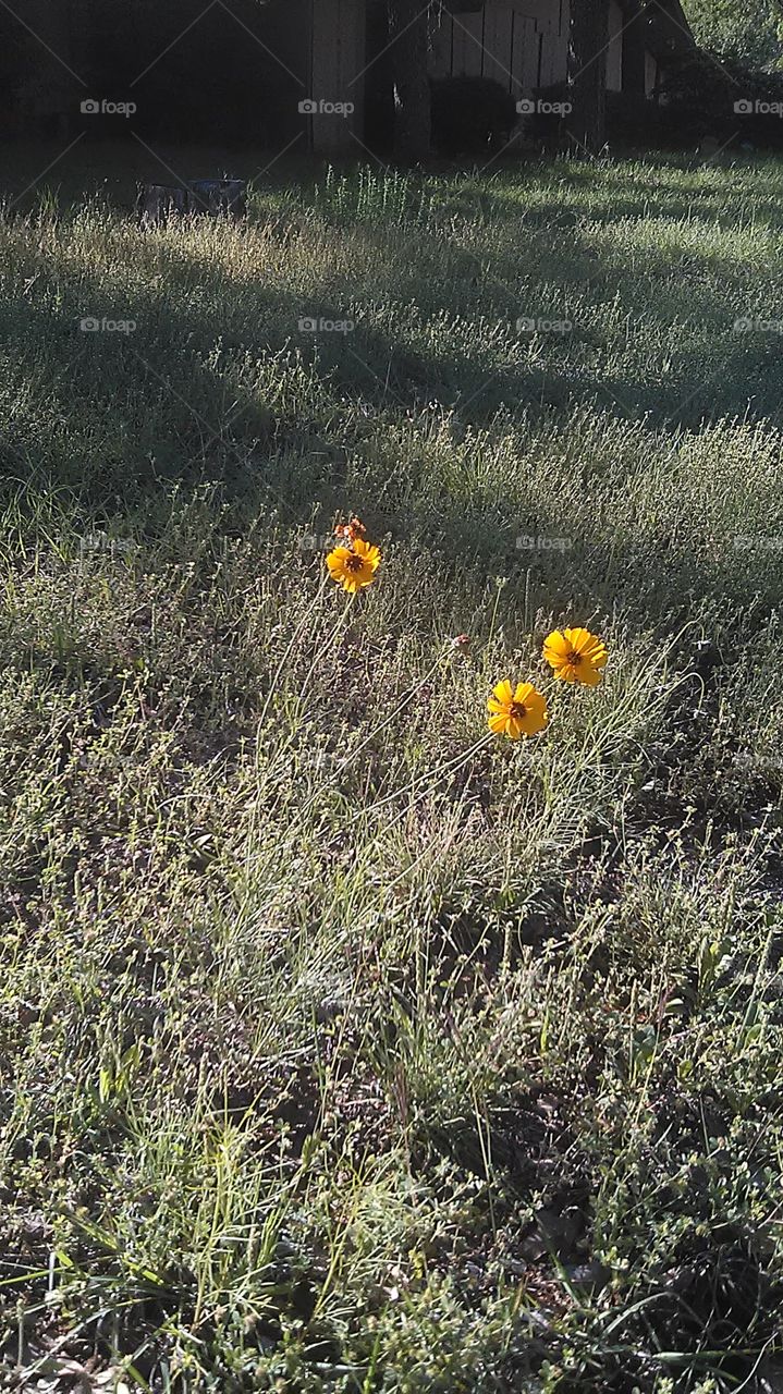 desert flower. these look like danilions but bigger