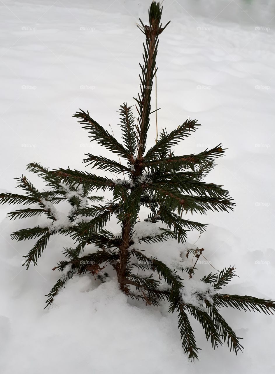 Little Christmas tree in the snow