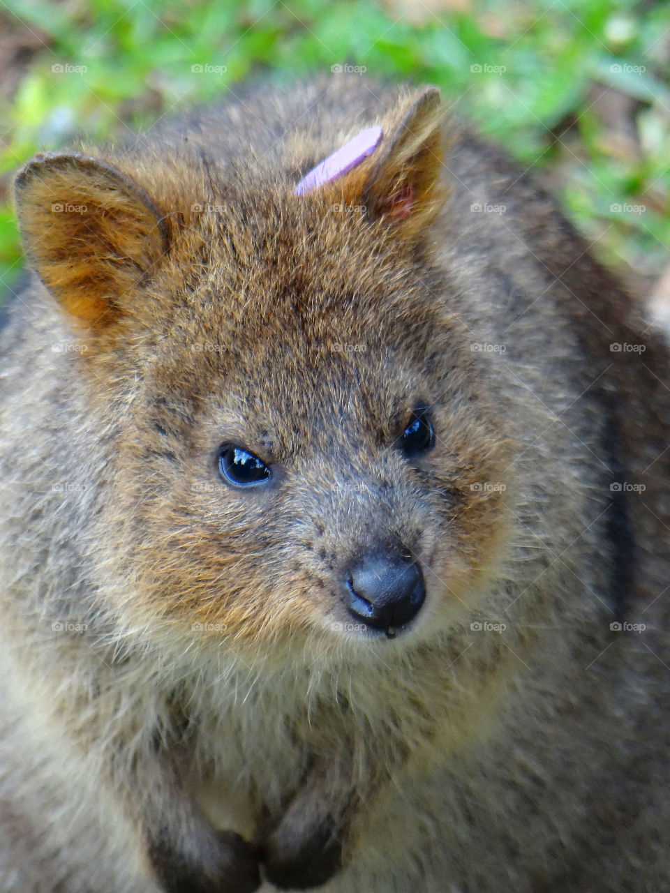 face animal mammals wildlife by kshapley