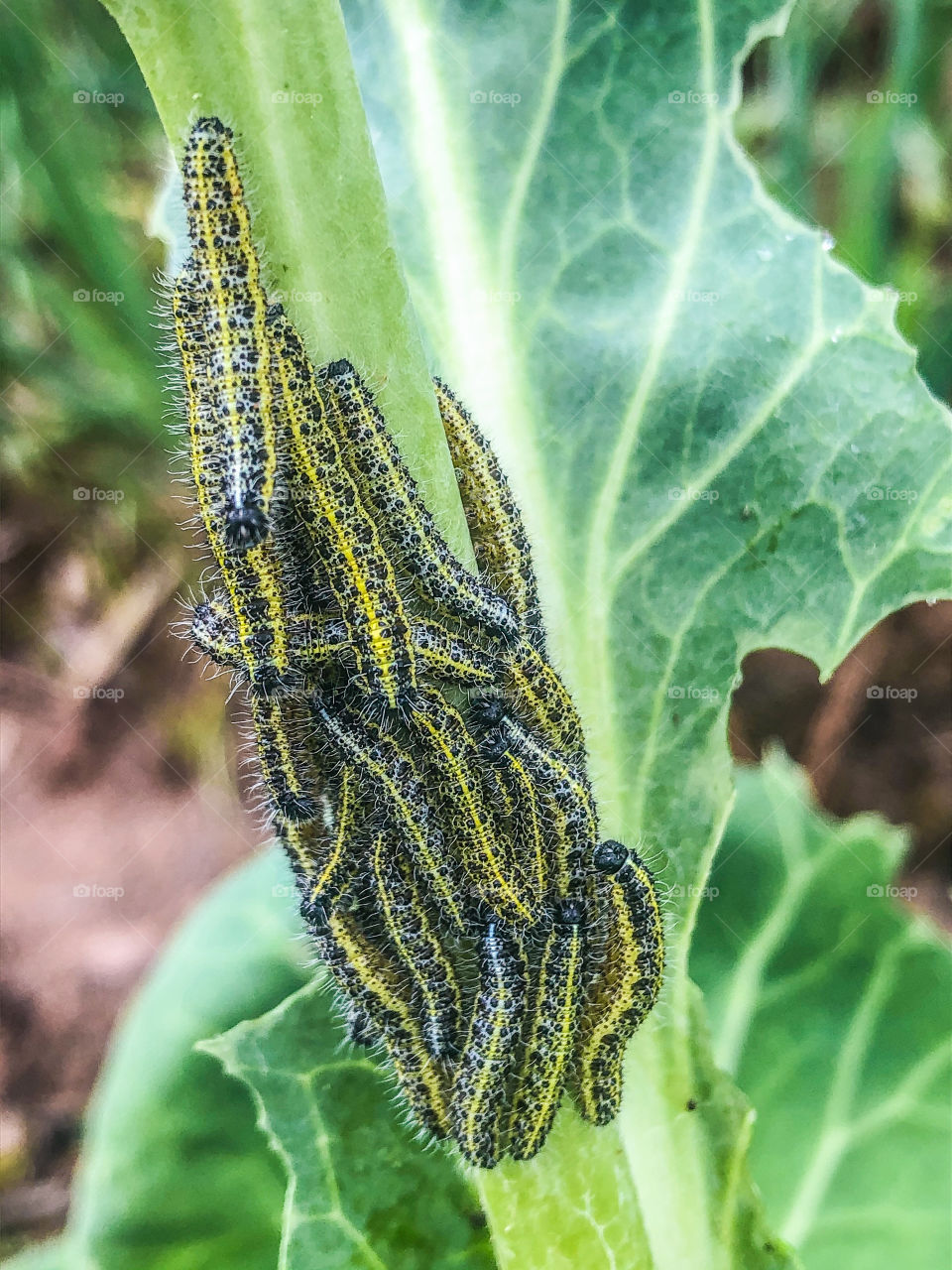 A large number of cabbage white caterpillars, cluster on a half consumed cabbage