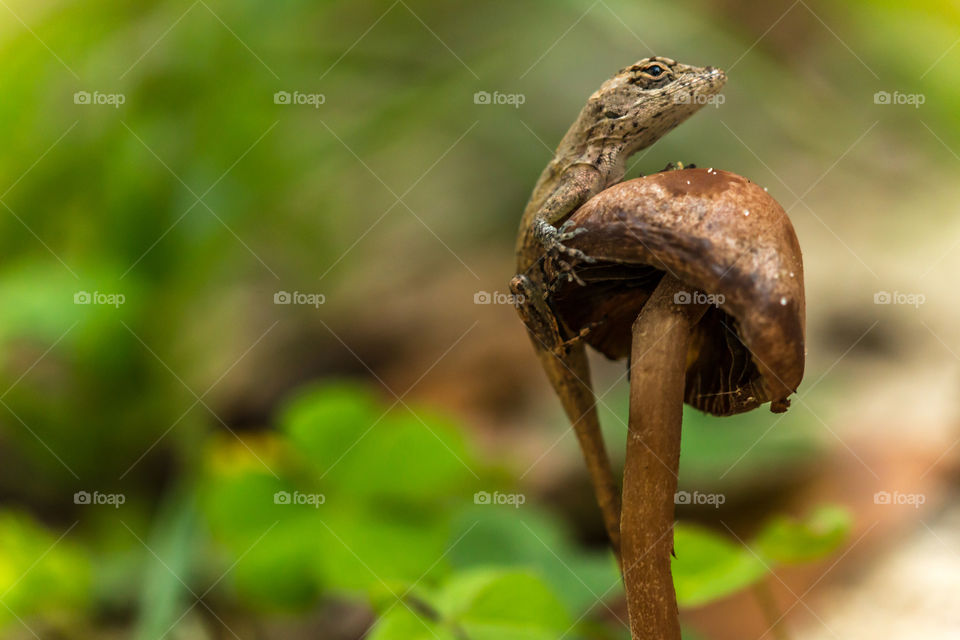 Lizard on a mushroom 