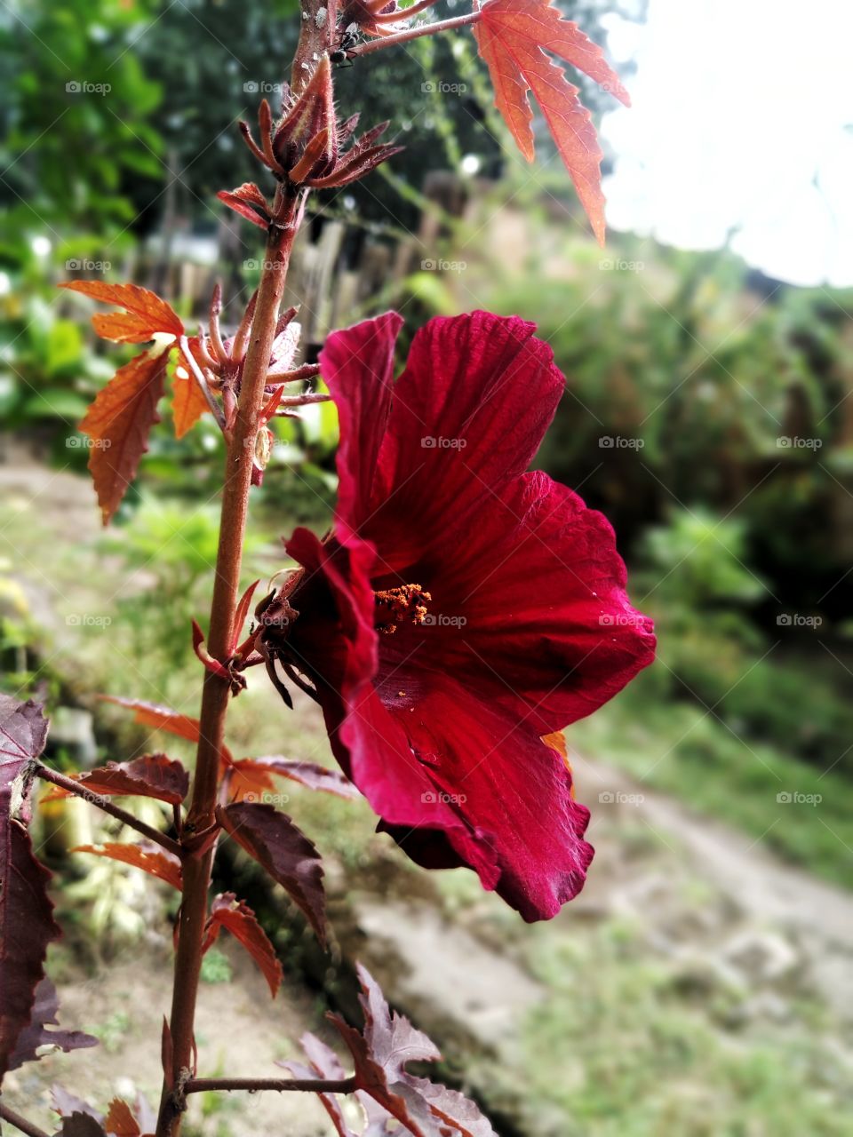 flower from my garden