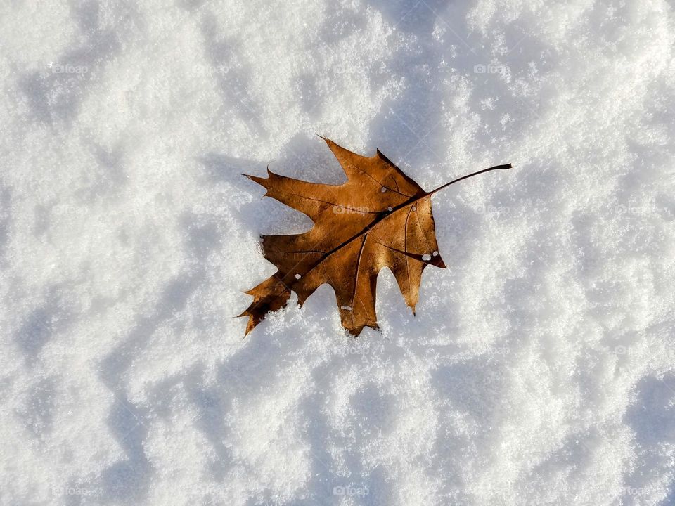 Maple leaf on the snow