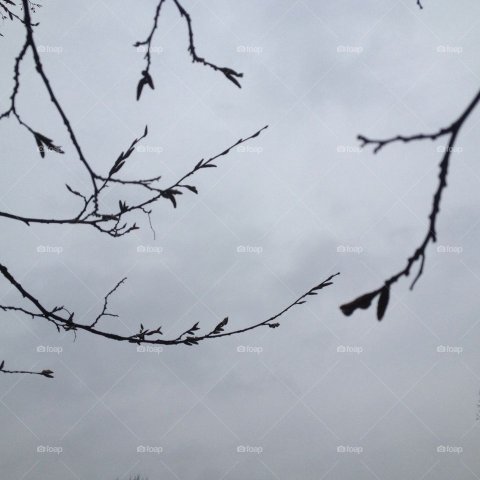 sky trees branches tree by omiata