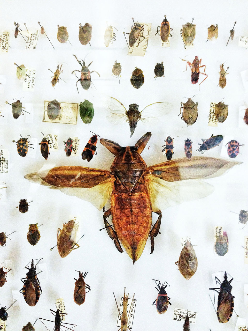 Giant wasp and winged insects pinned an entomology collection