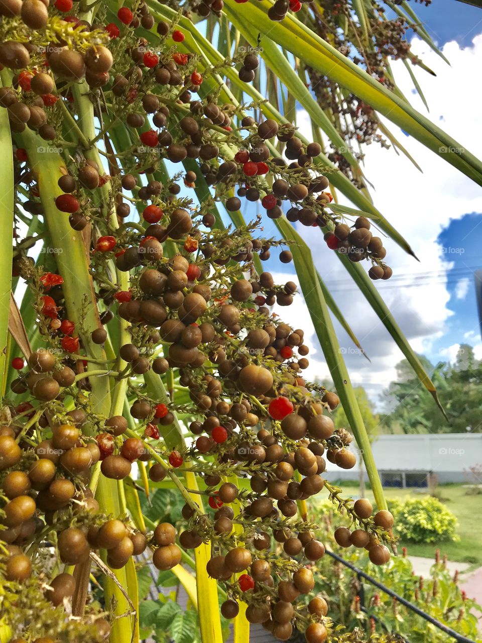 Dracaena loureiri Gagnep. 