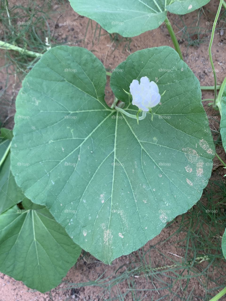 Heart shaped leaf with flower 
