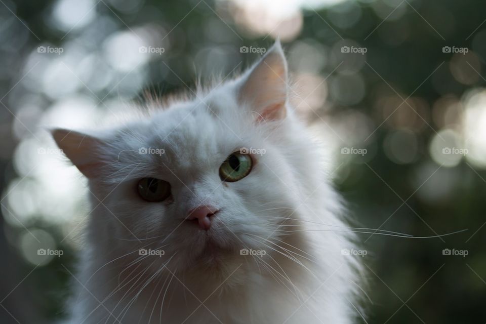 White Cat