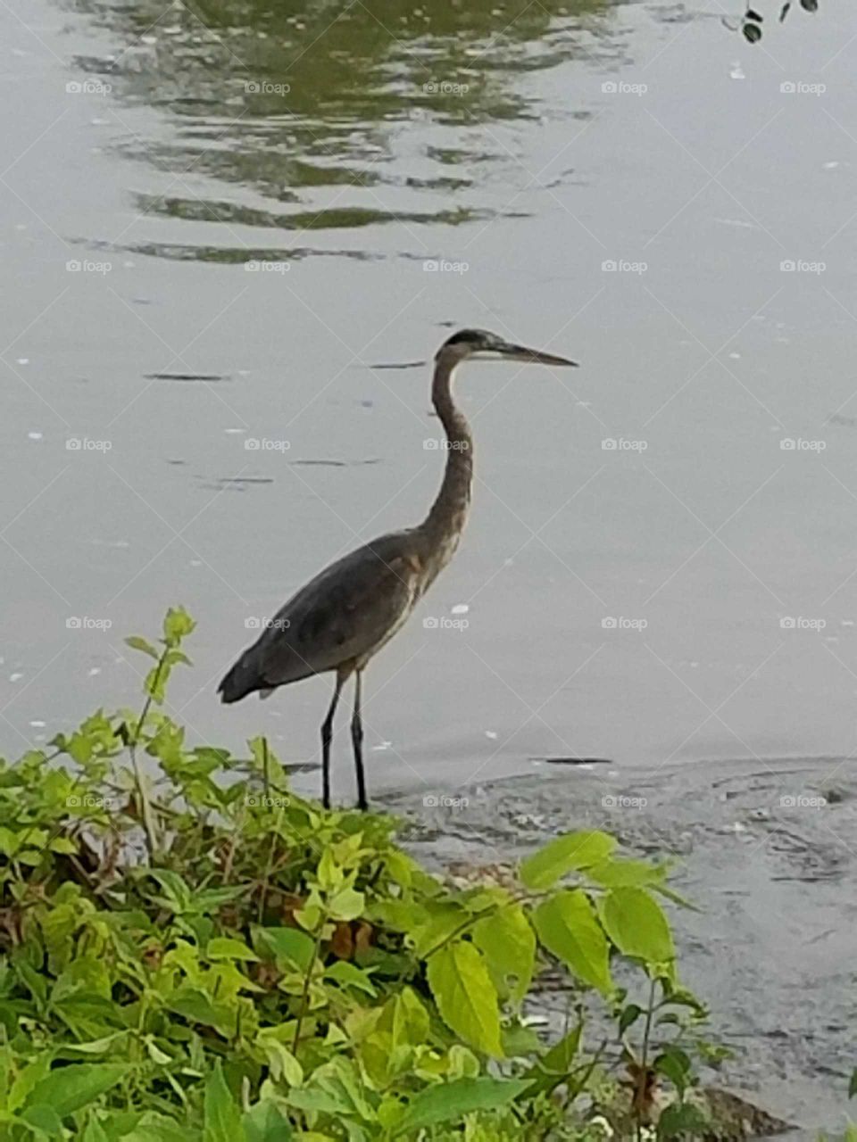 Heron on the Fox River in Illinois