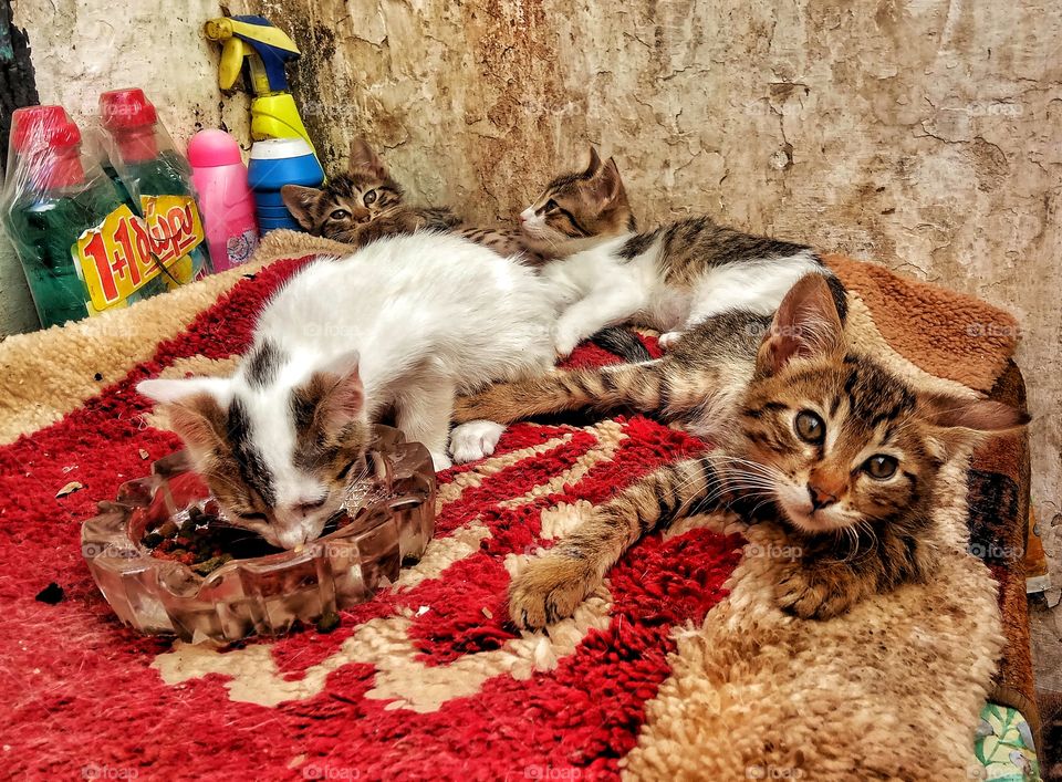 A group of kittens lounging around on a dirty rug in a derelict house in Athens
