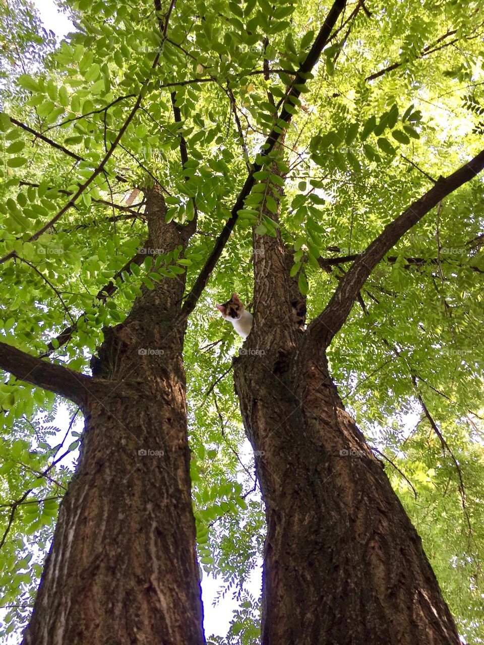 Kitten in the trees