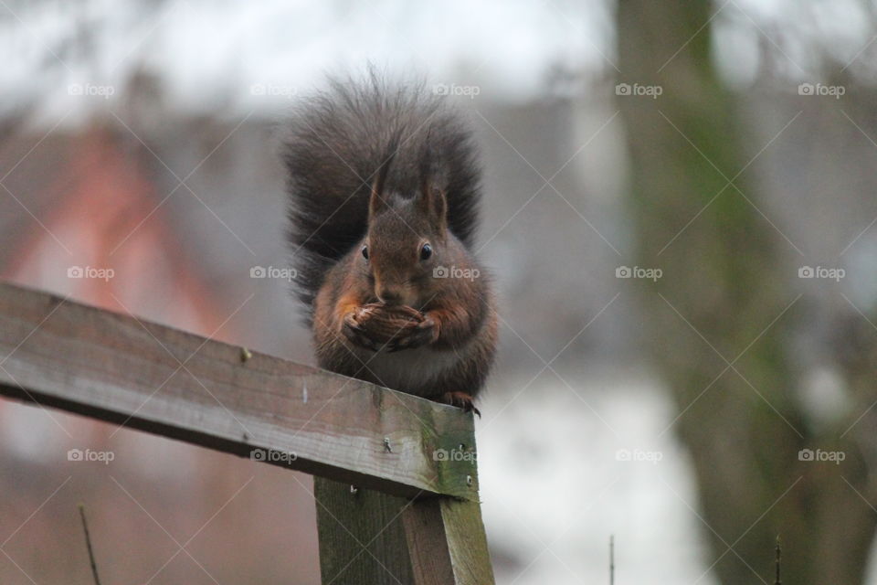 Squirrel feeds