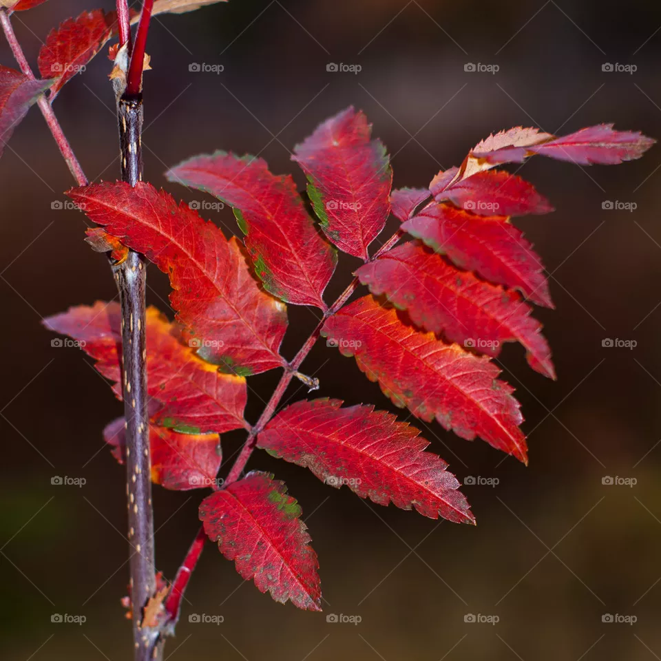 leaves