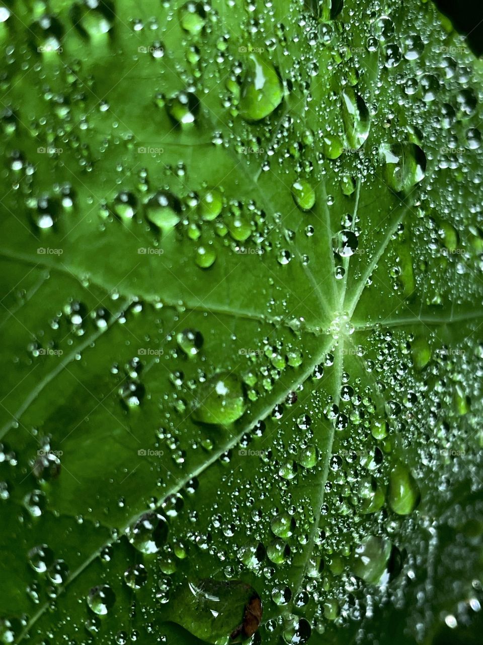 Droplets water drops rainfall leaf plant nature raindrops bubbles green downpour weather dewdrops