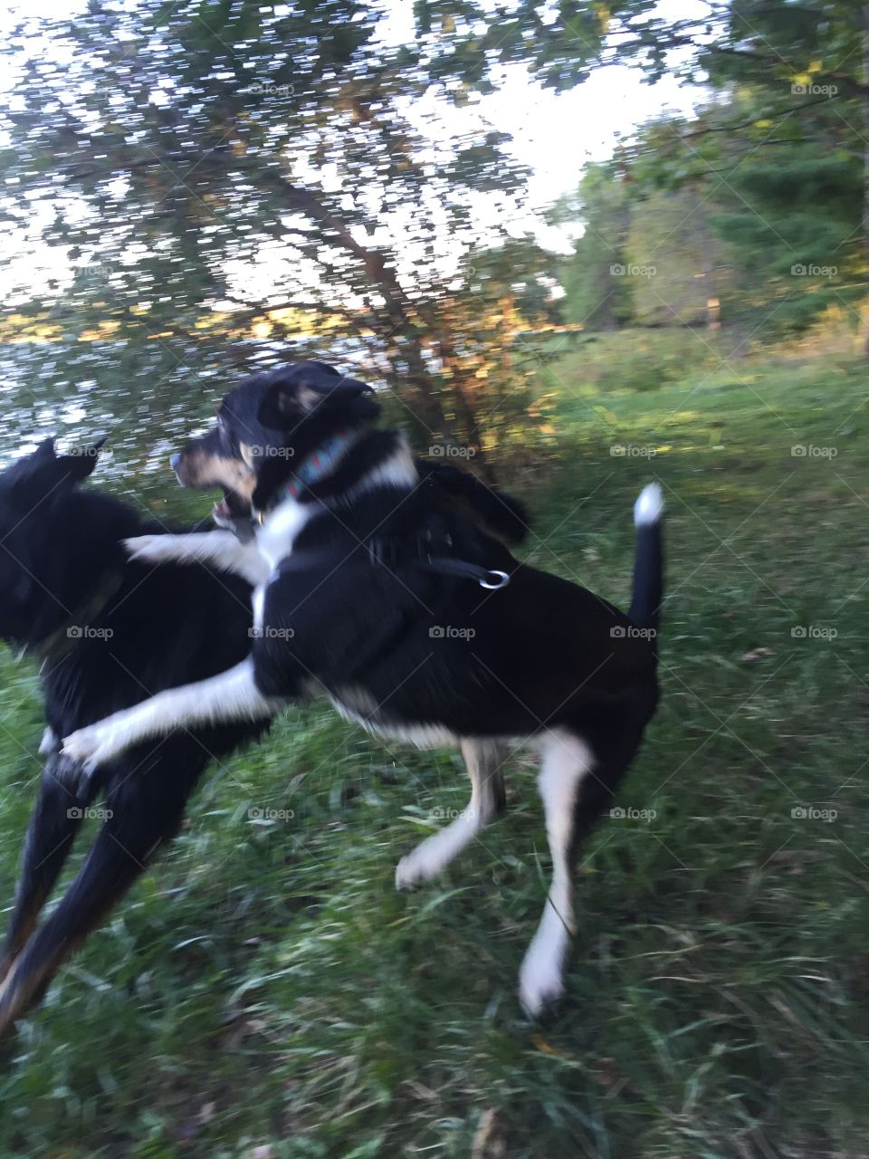 Playful puppy at the lake. Puppy playing at the lake 