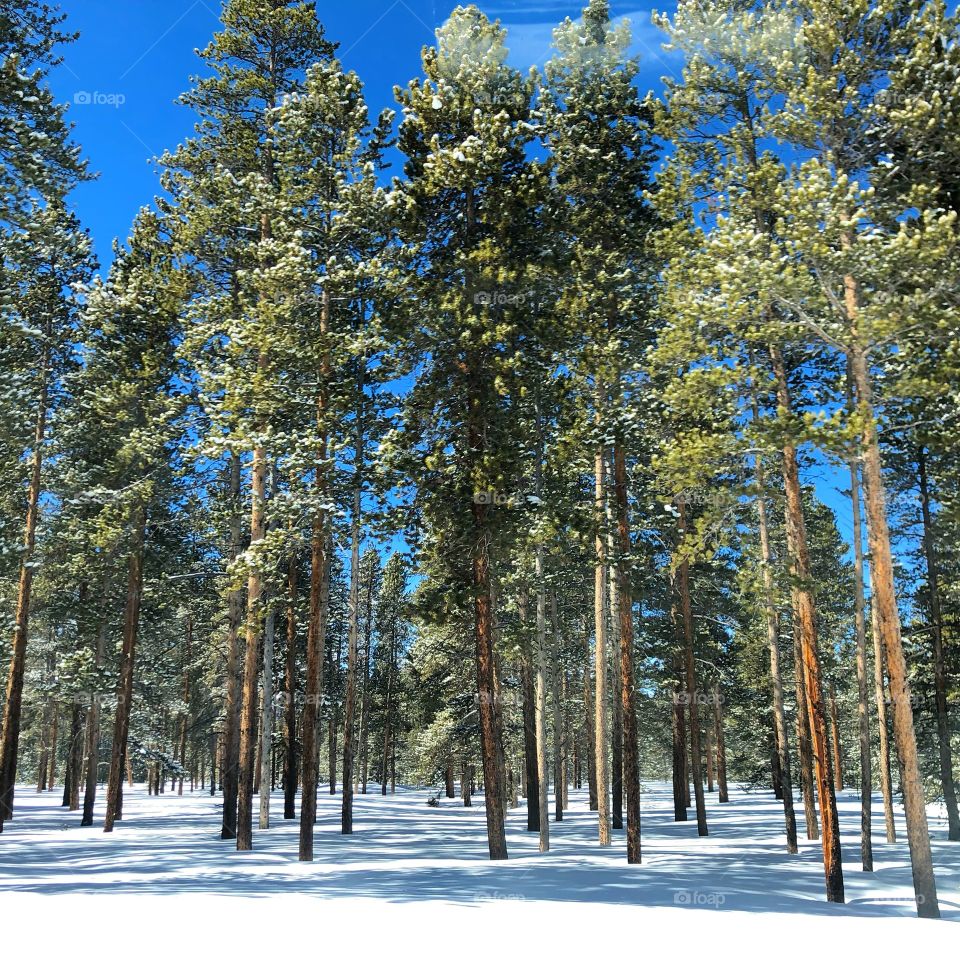 Traveling through the pine forest in the snow on a clear day.