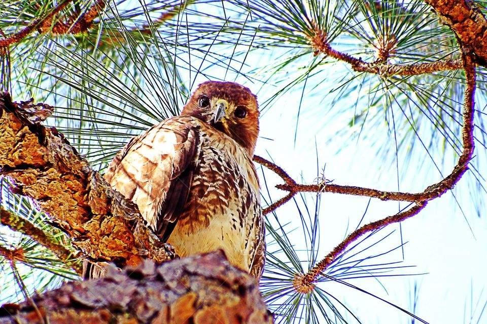 Baby hawk. Baby hawk in the golden hour.