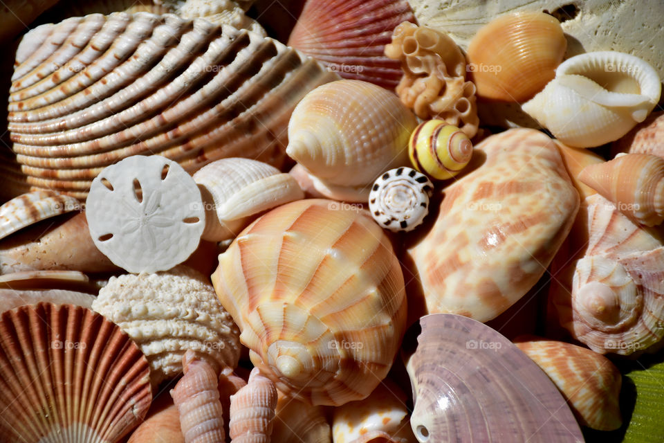 seashell