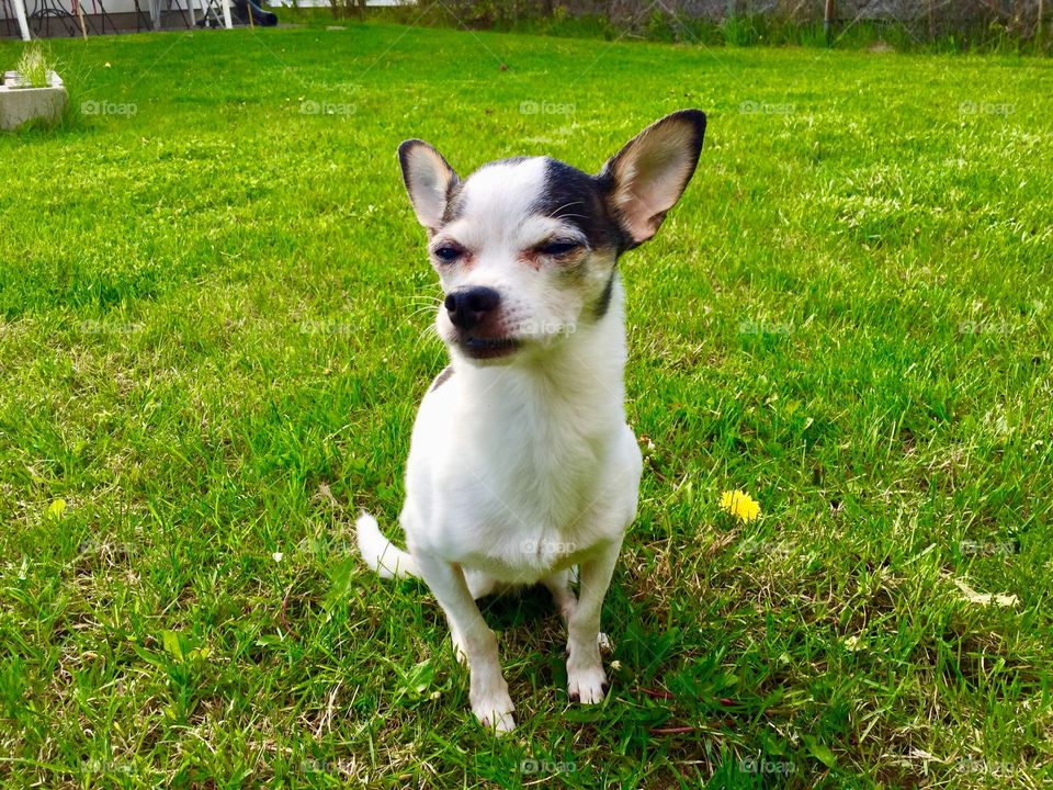 Chihuahua in the yard