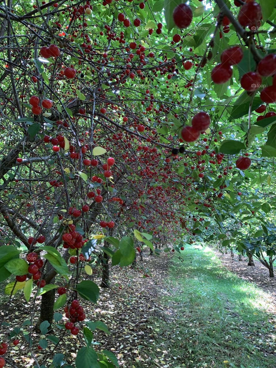 A path under cherry tree 