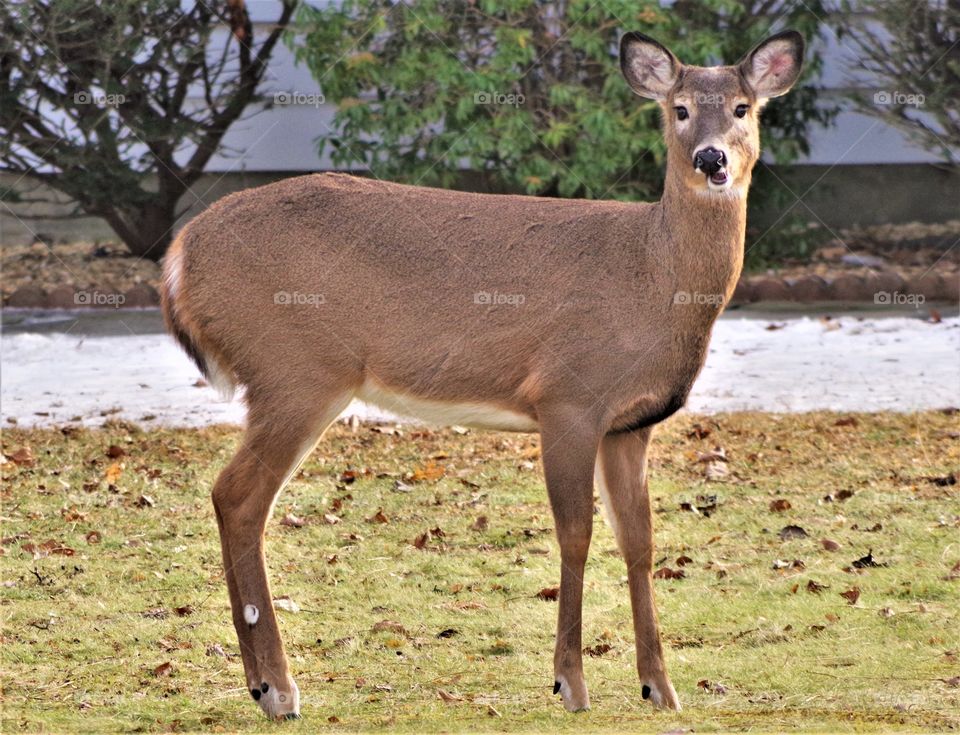 Deer 