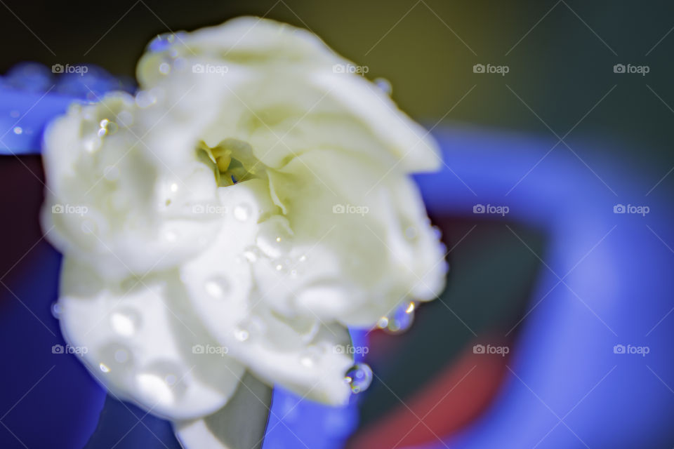 water droplets on white jasmine flower