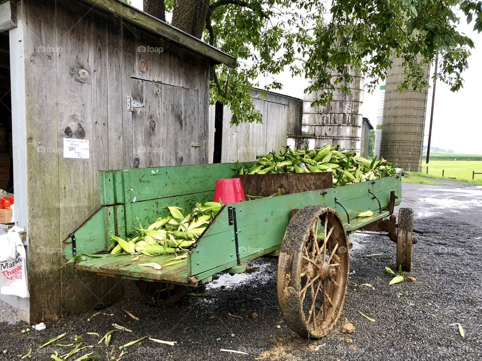 The sweetcorn is ready in the wagon. This was taken at an Amish farm in Belleville, Pennsylvania.