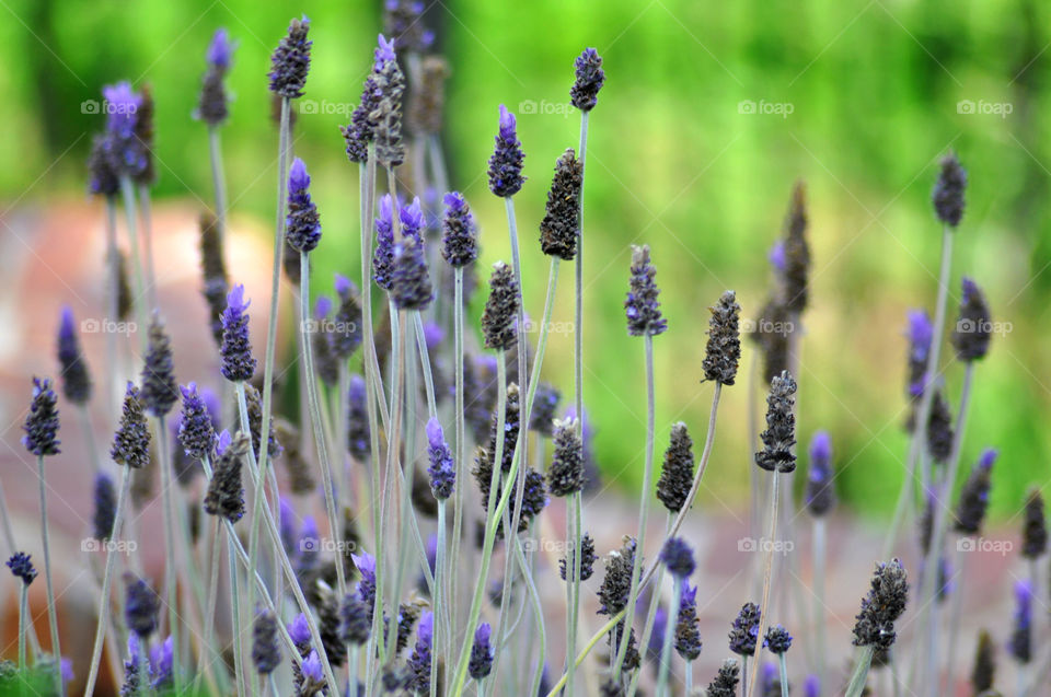 Close up of a grouping of pretty purple flowers.