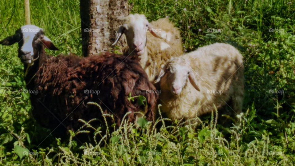 Javanese sheep in the wild